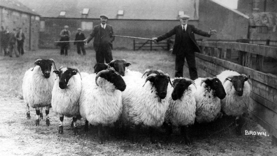Auctioneers Lawrie & Symington old livestock market photos