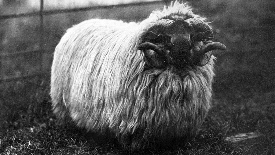 This one-shear Blackfaced ram sold for £200 at Lanark Ram Sales in 1898