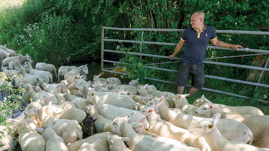 Gareth Beynon with a flock of sheep