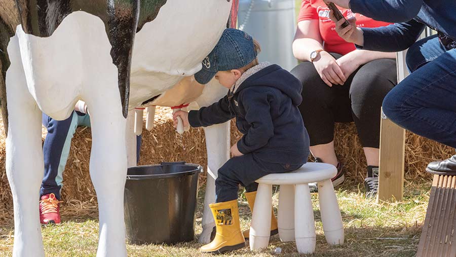 A young boy tries his hand at milking