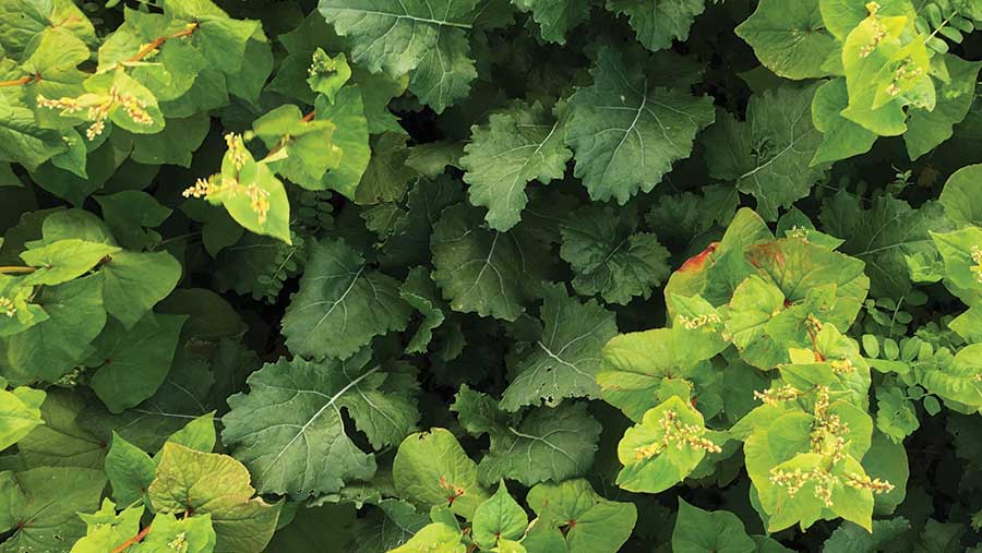 Buckwheat and vetch grows alongside rapeseed plants