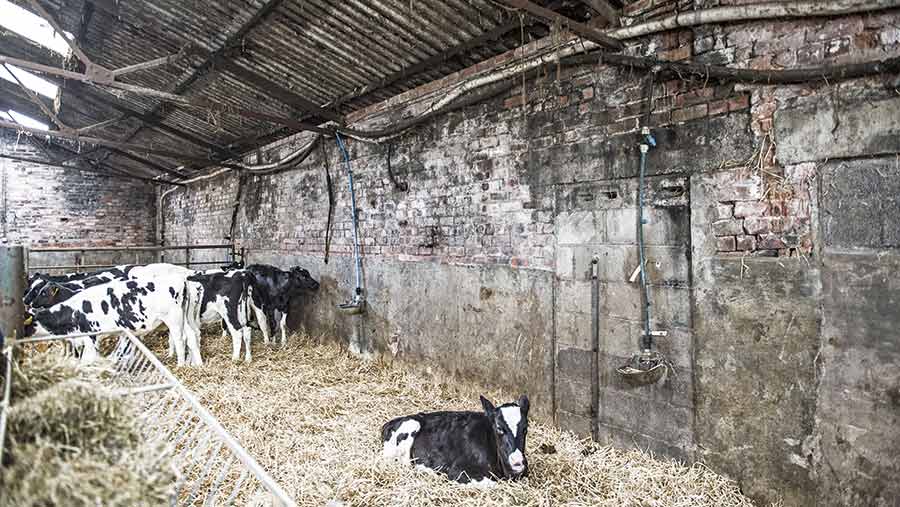 Calves on straw in an older farm building