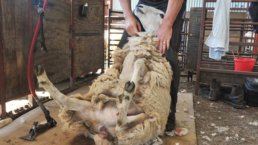 Holding a sheep for shearing