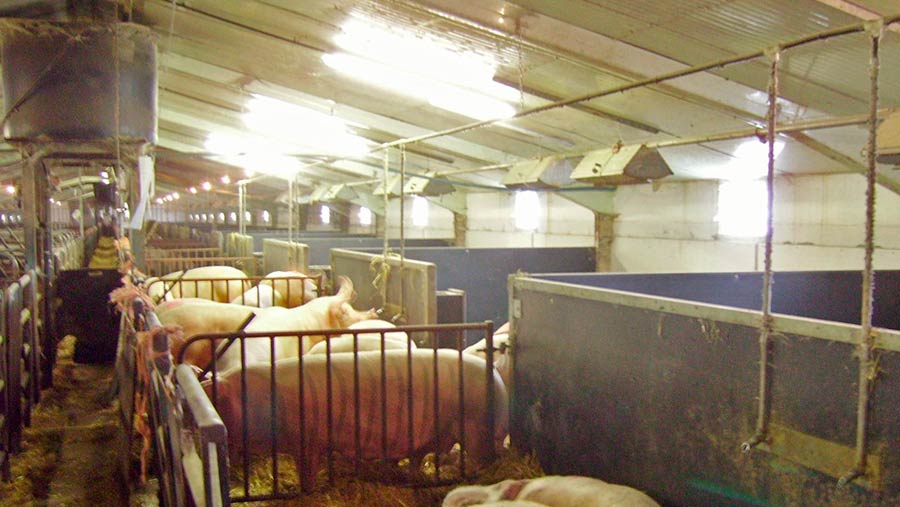 Pigs under lights in a shed