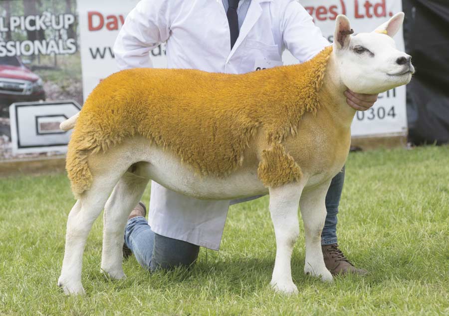A Texel ewe from Robert Bennett and family