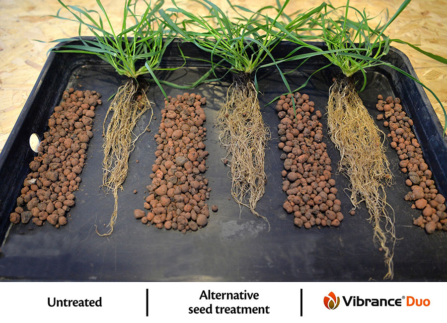 Root growth following various treatments