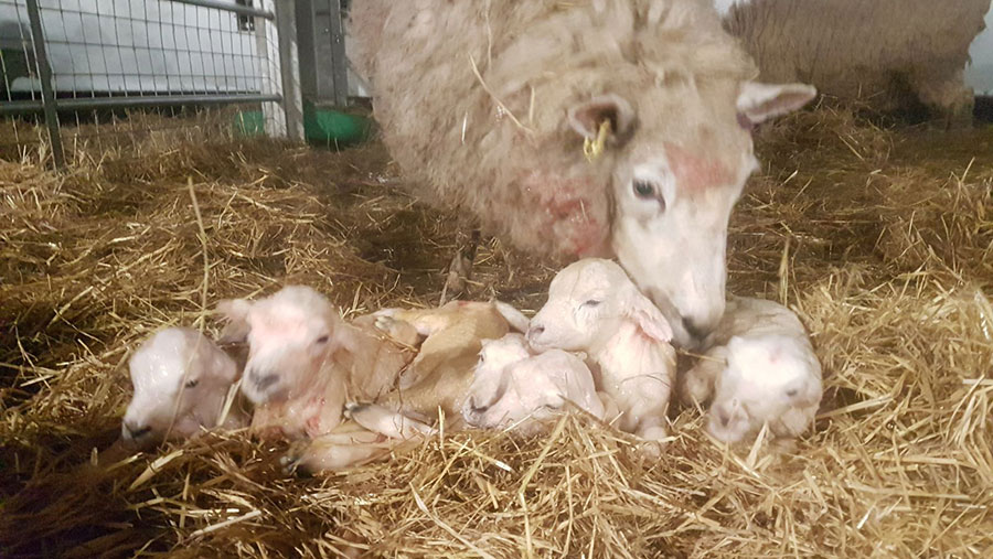 A ewe with its six lambs