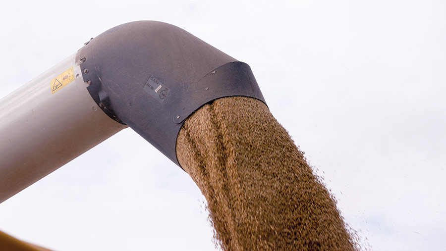 Barley pours out of the spout of a combine's auger