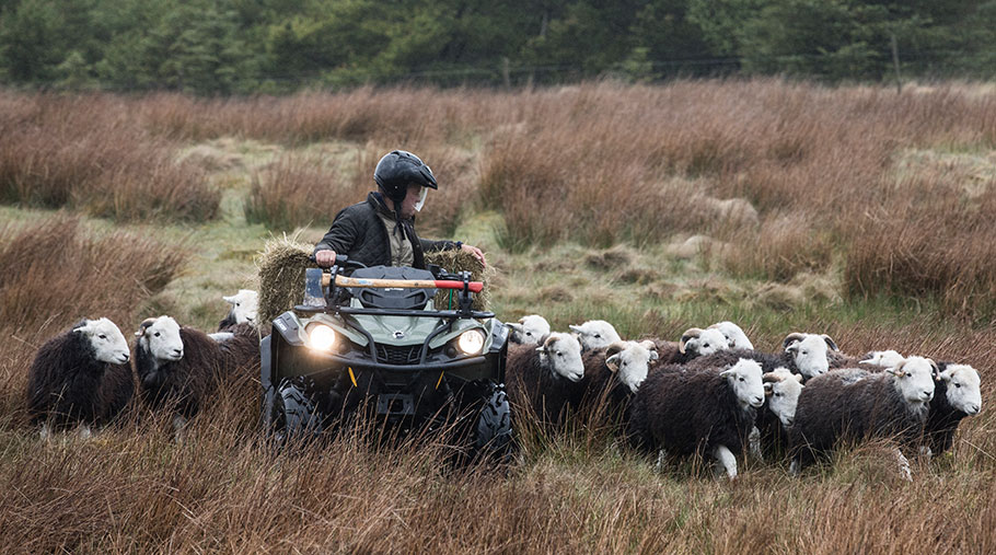 A person drives an ATV through a field. A herd of sheep follow