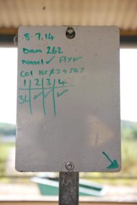 A noticeboard with calf details written on it