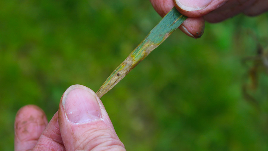 Early septoria in wheat © Oli Hill/RBI