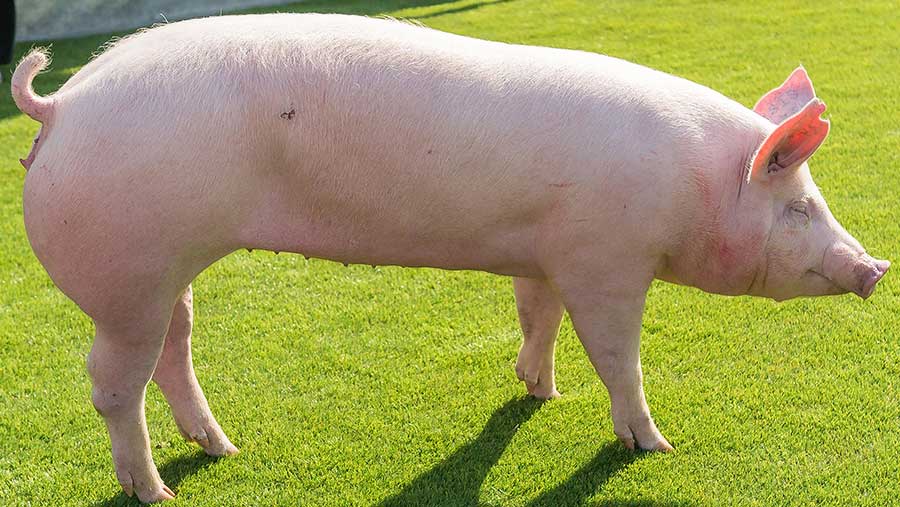 A pig stands in a field