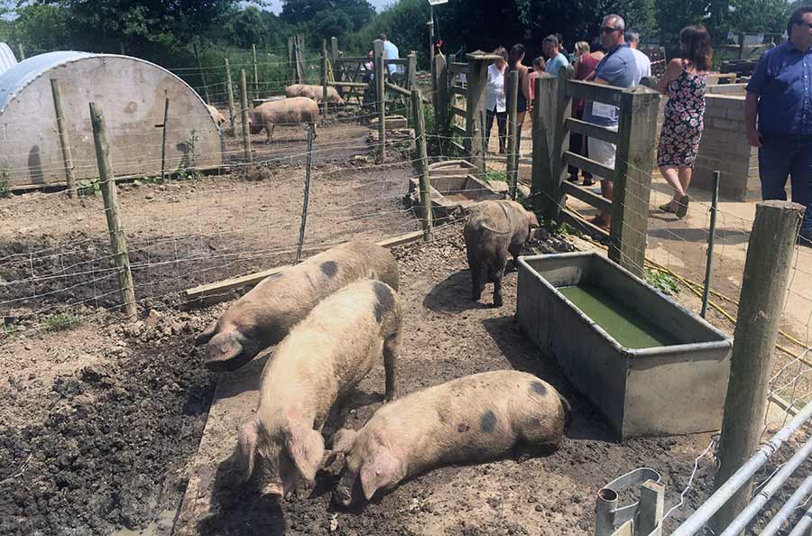 Visitors at Hill House Farm near Dorking in Surrey meet some of the Gloucester Old Spot pigs.