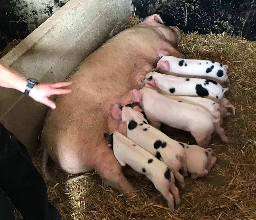 Piglets were a big hit. More than 700 people came along to the Hill House Farm day.