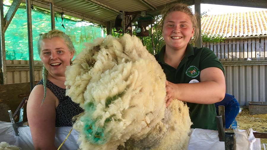 Girls get stick in with rolling wool at the shearing demonstration at Brockhill Farm in Kent. They had 1,500 people visit © Donna Ashlee