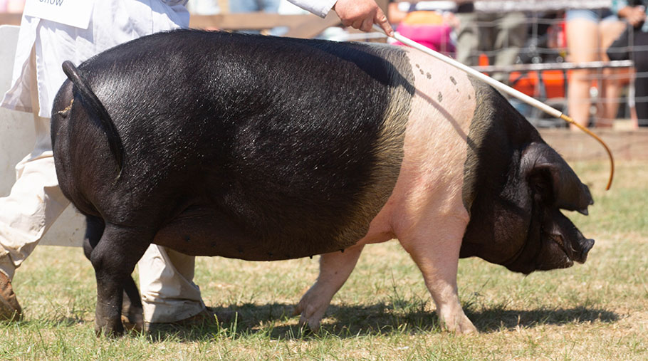 The Great Yorkshire Show's Pig Champion