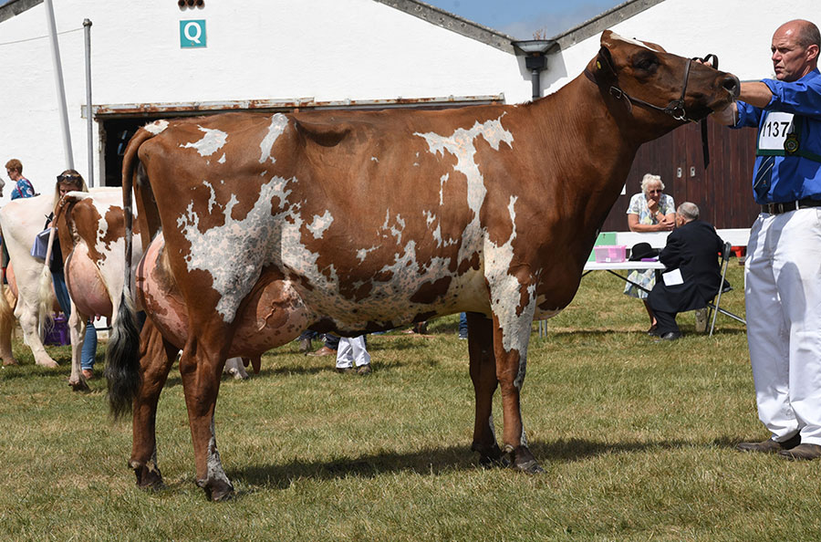 The Great Yorkshire Show's Aryshire Champion 
