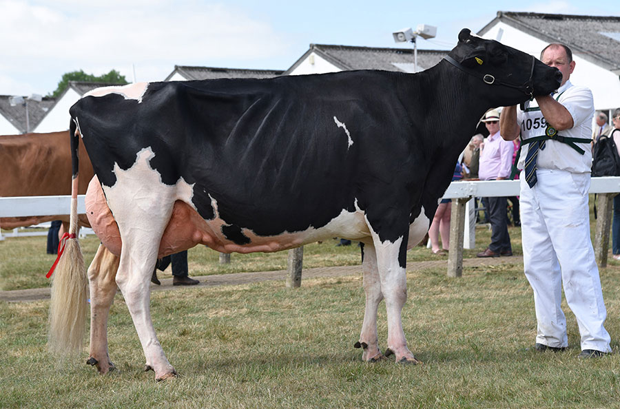 The Great Yorkshire Show's Holstein Champion