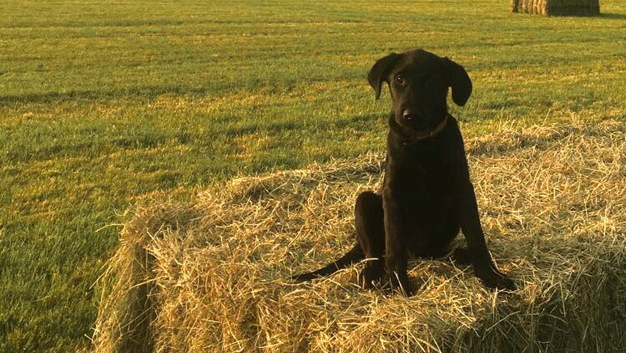 Jet the puppy on hay bale