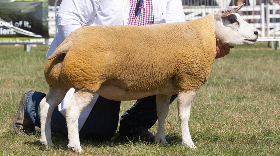 The Sheep Overall Champion at the Great Yorkshire Show