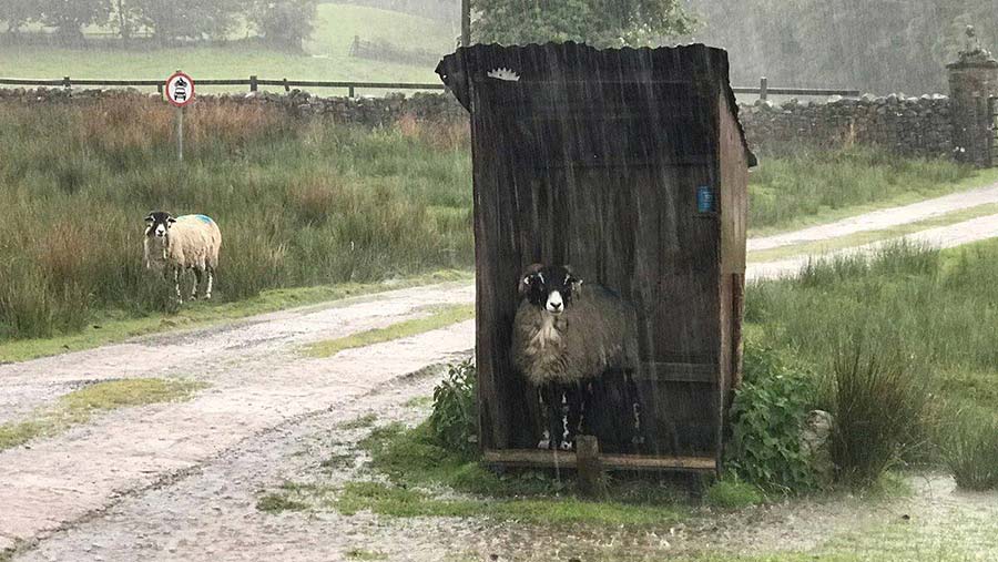 Sheep sheltering from the rain