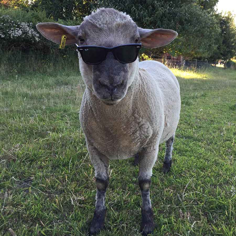 Sheep with sunglasses on