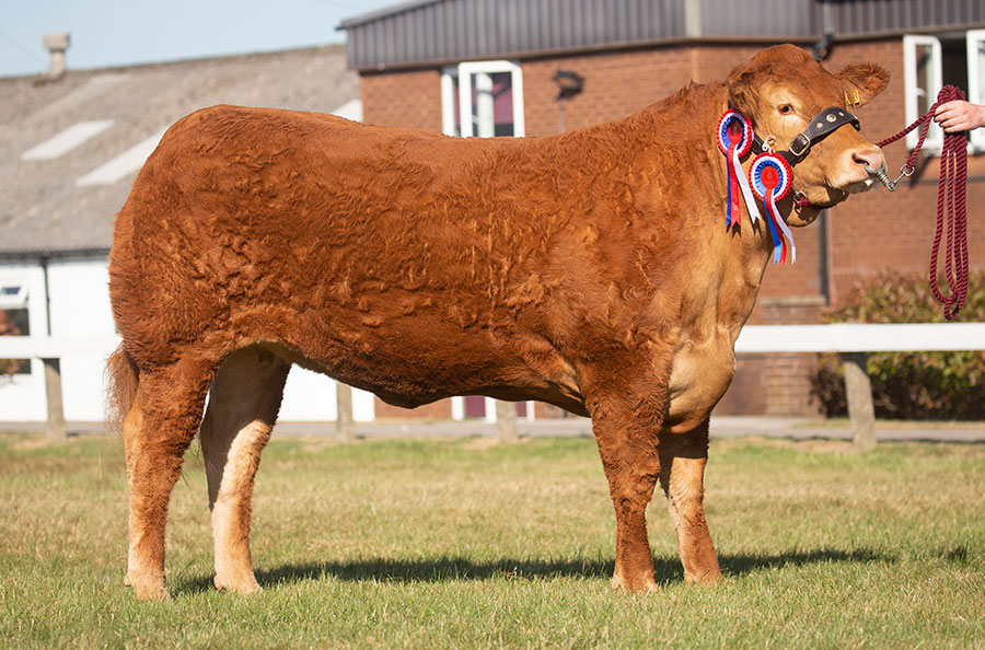 The Beef Reserve Champion at the Great Yorkshire Show
