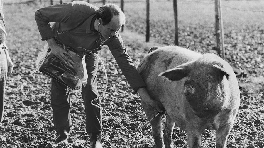 John Field uses a stethoscope to check a pregnant sow for a foetal heartbeat 