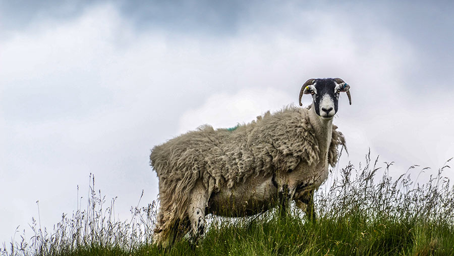 Ewe looking down from hill top © Will Jones