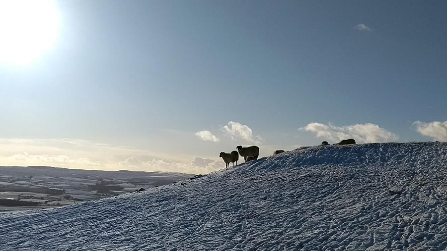 Sheep in snow in Yorkshire Dales