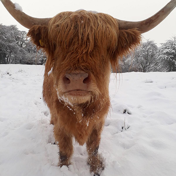 Highland cow in snow