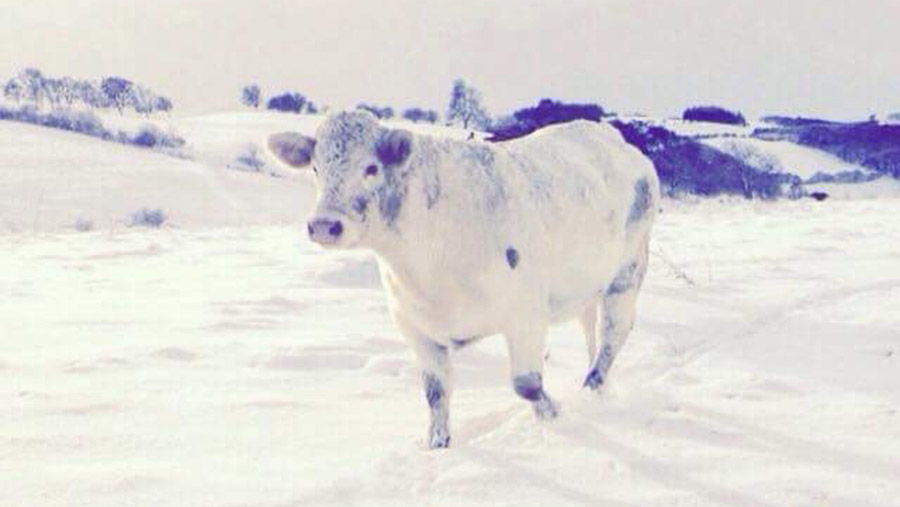 Heifer in the snow