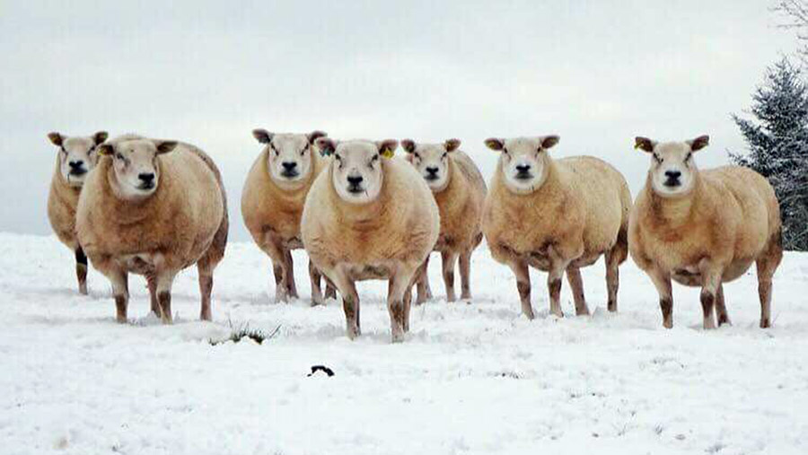 Sheep in snow in wales