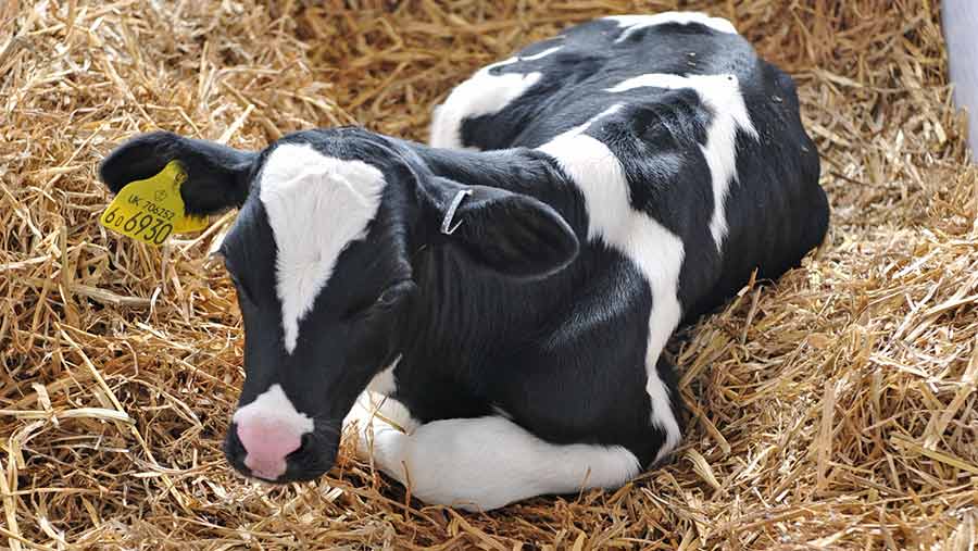 A calf lying on straw