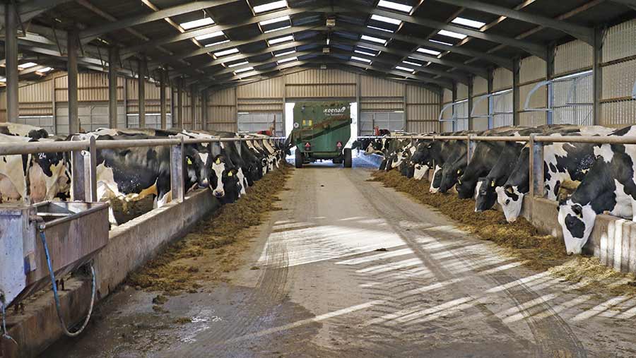 Cows in a dairy shed