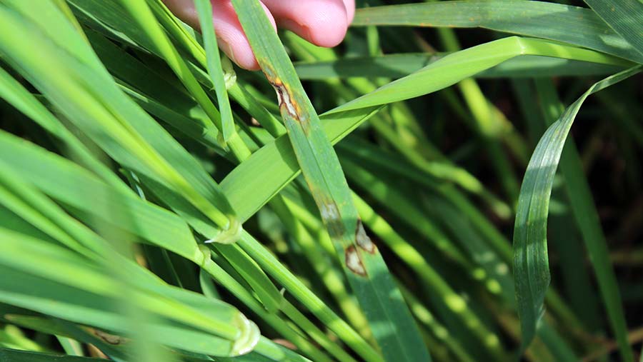 Rhynchosporium in Maris Otter winter barley © Oli Hill/RBI