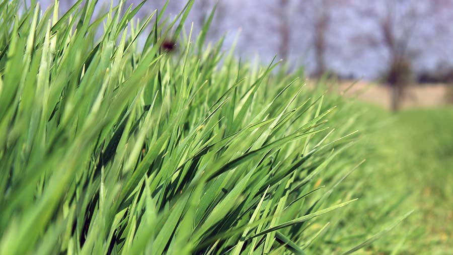 Maris Otter winter barley © Oli Hill/RBI