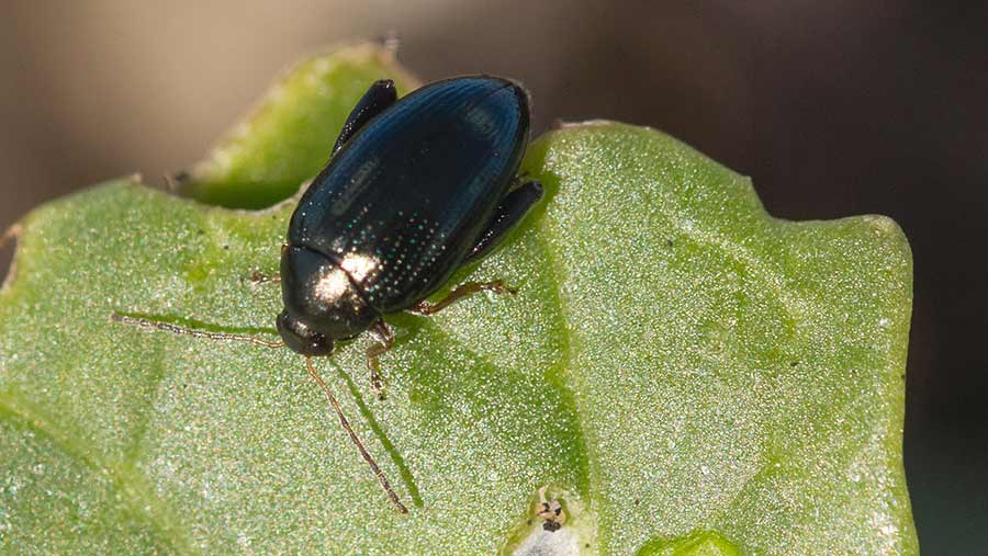 Cabbage stem flea beetle on an oilseed rape leaf