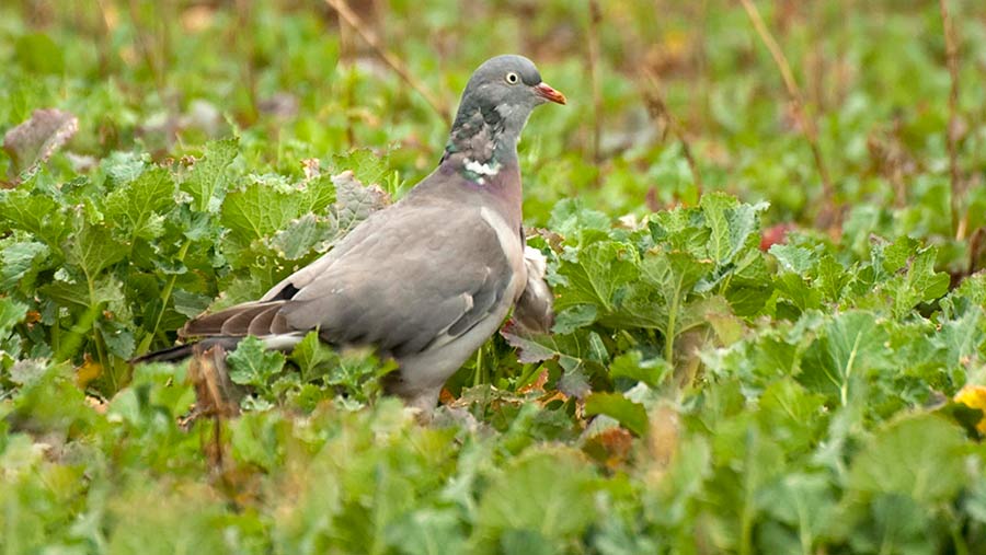 A pigeon in oilseed rape