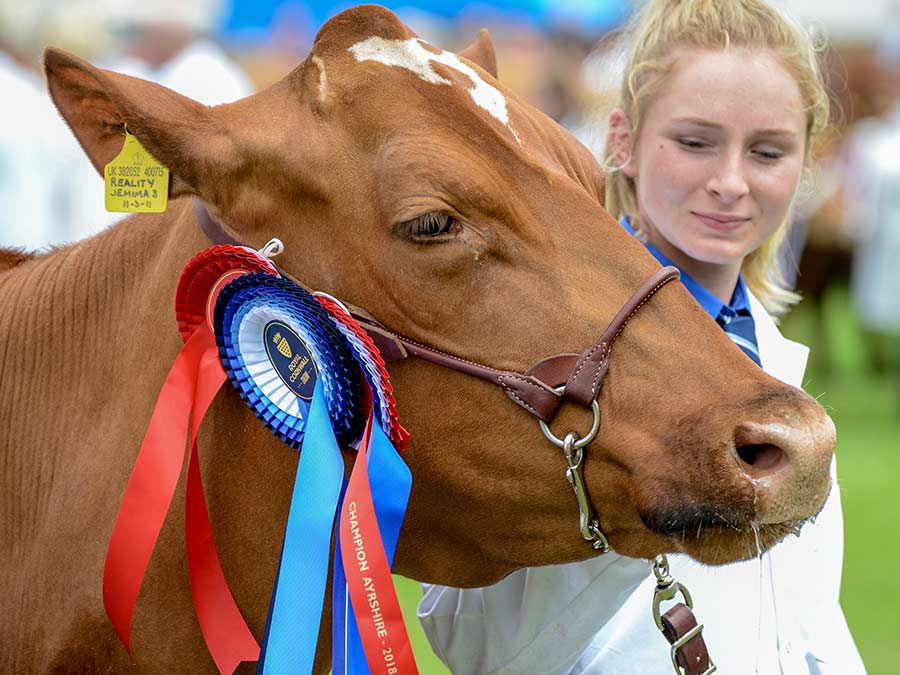 Champion Ayreshire at Royal Cornwall Show 2018