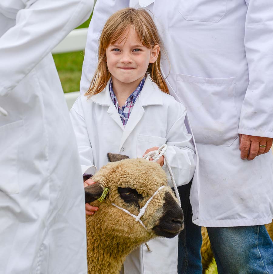 Girl showing sheep at Royal Cornwall Show 2018