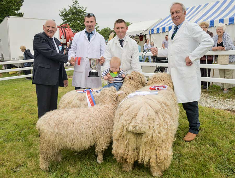 Sheep on show at Royal Cornwall Show 2018