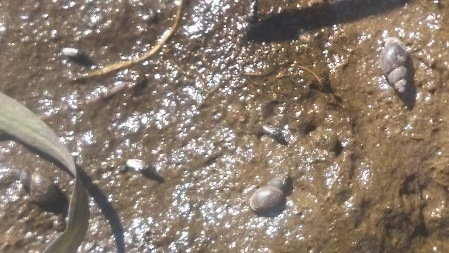 Mud snails