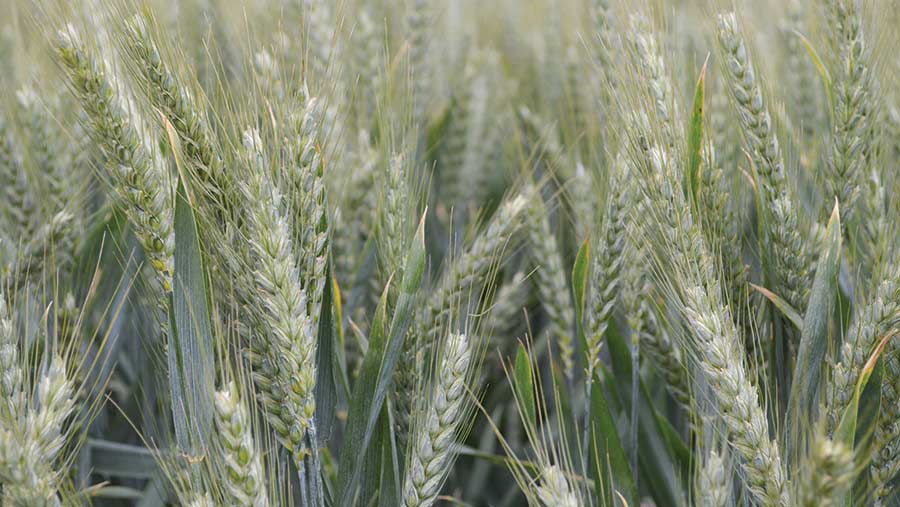 Skyfall wheat growing in a field