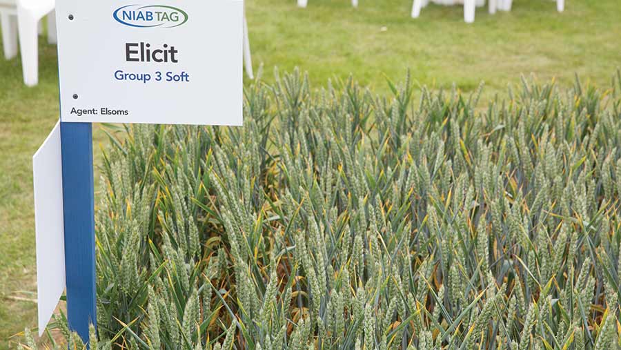A crop plot of Elicit wheat