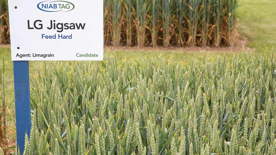 A crop plot of Jigsaw wheat