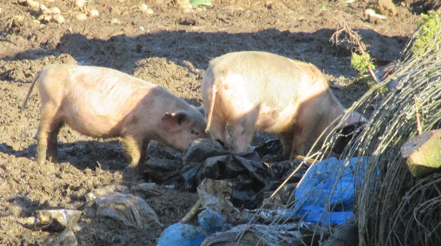 Pigs rooting through bags containing animal by-products