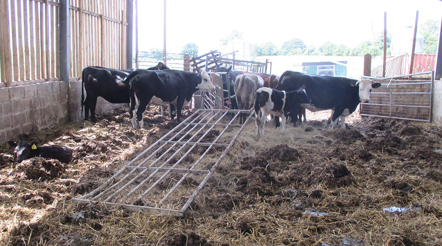 Cows stand in a cattle shed surrounded by a number of hazards