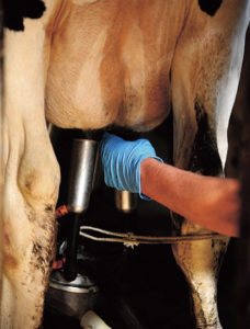 Dairy cow being milked 