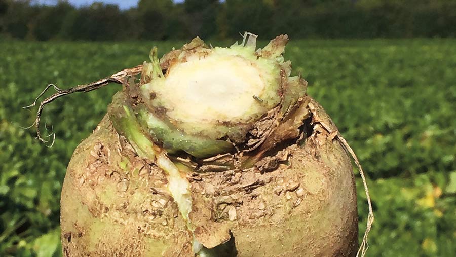 A sugar beet showing a crown scar size equivalent to the diameter of a £2 coin